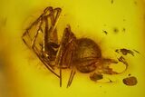 Detailed Fossil Spider (Araneae) in Baltic Amber #142219-1